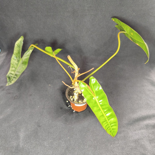 Philodendron billietiae - philodendron,