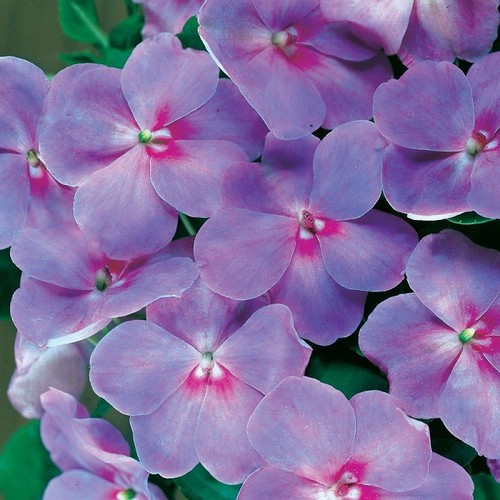 Impatiens - 25, +