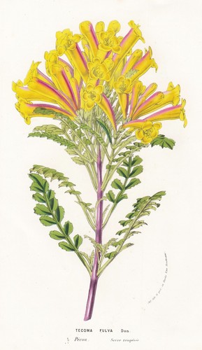 Tecoma fulva peru blume blumen - fulva,