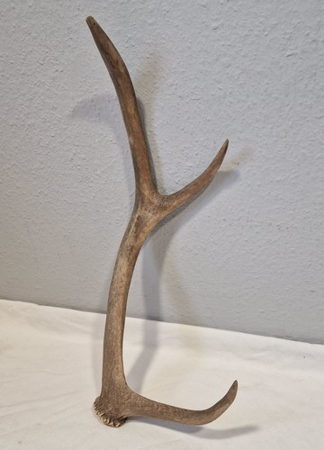 Wild abwurfstange - wild,