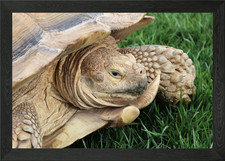 Surly gerahmtes Wandbild