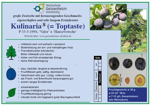Zwetschge toptaste - zwetschge, ®
