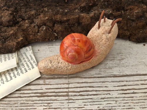 Dekoschnecke natürlichem - dekoschnecke,