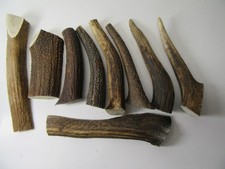 9 Geweihstücke Abwurfstange  Geweihsnack Kaugeweih günstig