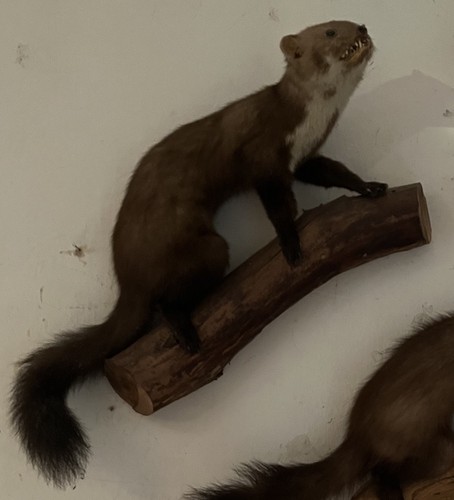 Tierpräparat ausgestopfter