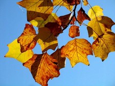 Säulen-Tulpenbaum FASTIGIATA