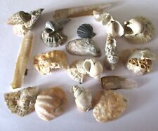 17 Kurositäten Muscheln