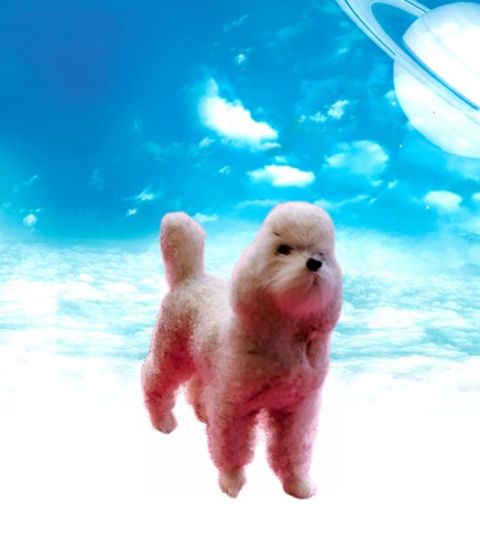 Mini plüsch hund - plüsch, pudel