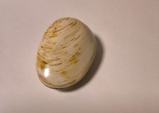 Versteinerte Muschel Fossilie