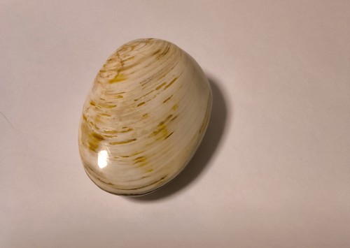 Versteinerte muschel fossilie - versteinerte,