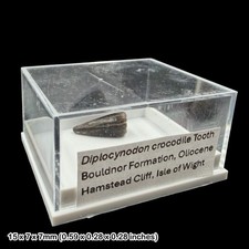 Diplocynodon Krokodil Zahn