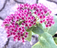 8 x Fetthenne (Set aus 8