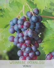 Vitis 'Venus'® kernlose blaue