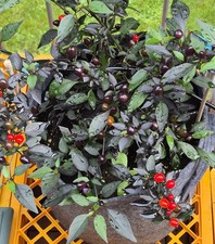 Chilisamen Black Pearl scharf  Top Chili neue Ernte Schärfegrad 8 ?️