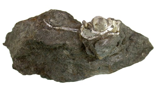 Devon cyphaspis - devon,