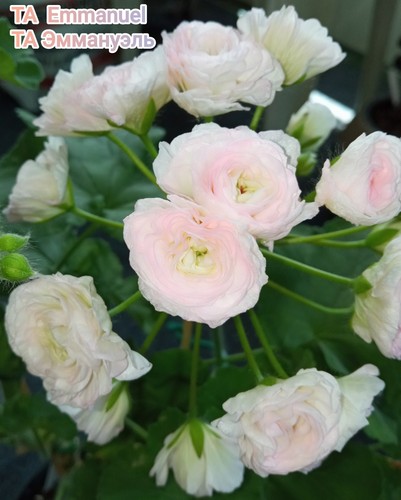 Rosenknospigen pelargonie - rosenknospigen,