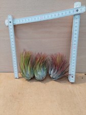 Tillandsia kolbii, 3 Stück
