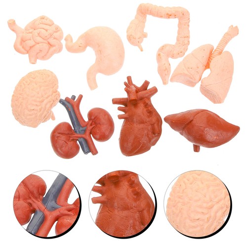 8pcs simulierte organmodelle - simulierte,