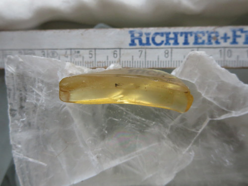 Kopal copal junger - kopal,, copal,