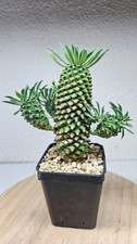 Euphorbia hypogea