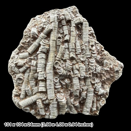 Scaphycrinites elegans fossil - scaphycrinites,