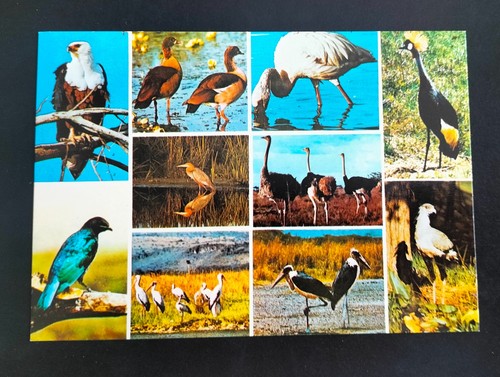 Ansichtskarte vögel von - vögel,