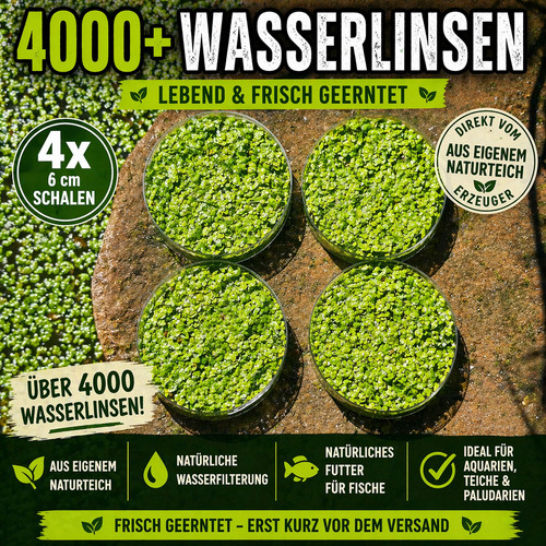 4000 wasserlinsen lemna - lemna, minor