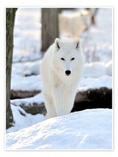 Poster Schöner weißer Wolf im Winter