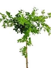 Caragana arborescens pendula - caragana, 'pendula'