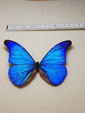 Morpho Rhetenor Cacica Männchen