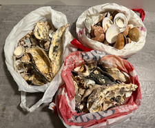 Muschelsammlung Seemuscheln Strandmuscheln Muscheln Muschel ca. 1,8 kg.