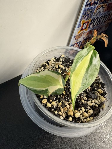 Zimmerpflanze variegated