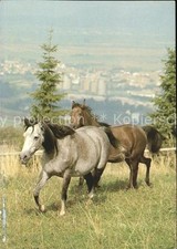 Pferde Vollblut-Araber