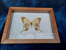 Vintage Alt Schmetterling Im