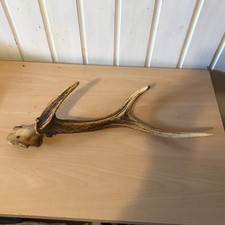 Abwurfstange Hirsch Geweih