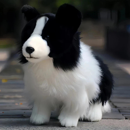 Chase border collie hund - border,