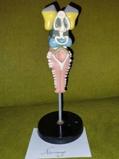 Modell Gehirn DDR Neunaugen