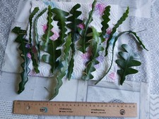 3 Ableger Cryptocereus anthonyanus , Selenicereus a. ,Zickzack-Kaktus 