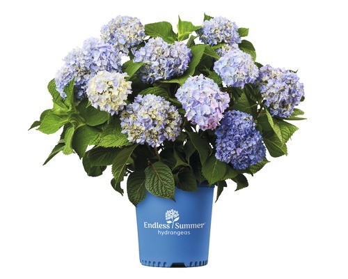 Hortensie endless summer - endless, summer®