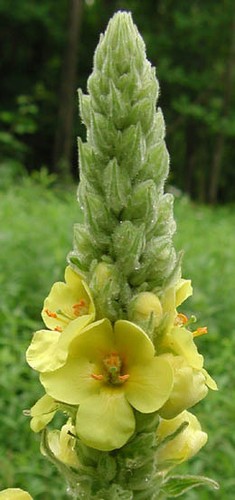 Riesen schmetteriingsblume - riesen-schmetteriingsblume, /