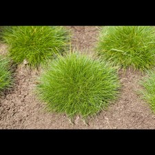 Festuca gautieri - Bärenfell-Schwingel - 9cm Topf 