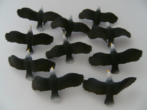 Adler weißkopfseeadler - adler,