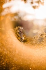 SERVICED M42 Pentacon 1:2,8/135 ELECTRIC LENS 135mm Meyer Optik Orestor *CLA*