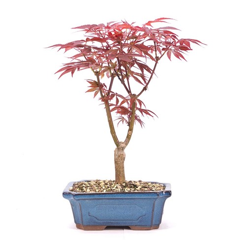 Bonsai fächer ahorn acer - fächer-ahorn, 'acer