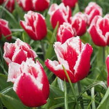 Tulpe, rot mit weißem