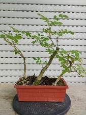 Bonsai Fraxinus Excelsior