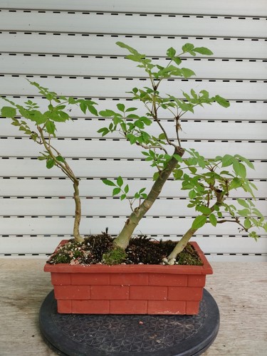 Bonsai fraxinus excelsior - bonsai,