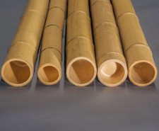 Bambusrohr Moso mit 100cm