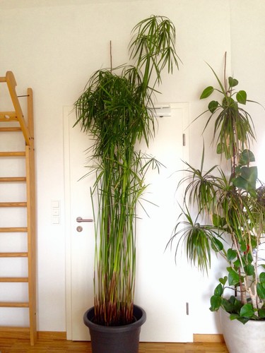 Riesen wasserpalme cyperus - riesen,