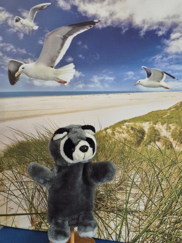 Handpuppe waschbär plüsch - handpuppe,